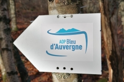 La Ronde du Bleu d'Auvergne 2024 - galerie #1